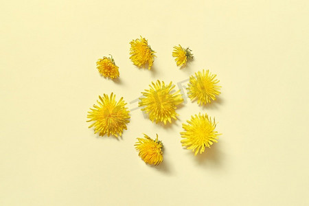 美丽的蒲公英在黄色背景。原创网页设计与春天的花朵。在黄色背景的丹妮尔花。