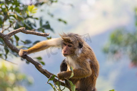 safari摄影照片_猴子在泰国的热带森林