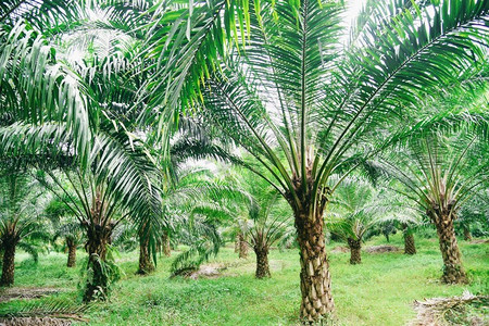 热带树木植物棕榈树领域自然农业农场棕榈种植园，作物棕榈油在绿色