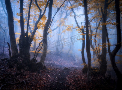 暮光森林摄影照片_ 雾，雾，树，雾