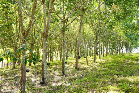 橡胶种植园与橡胶树农业亚洲天然胶乳树在泰国花园