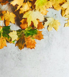 与黄色枫叶的秋天背景在灰色背景。季节背景带有复制空间的顶视图。