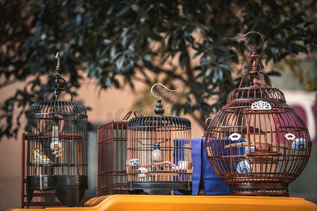挂在笼子里的鸟在杭州街头集市上，中国。杭州街头市场上挂在笼子里的鸟