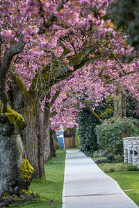 街道上樱花盛开的小巷