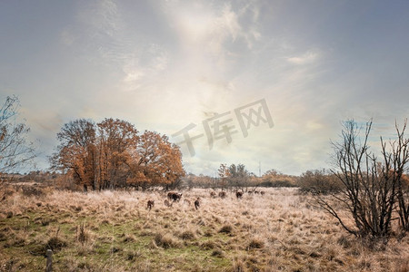 金色牛摄影照片_赫里福德牛走在高金色草朝日落在一个农村乡村风景
