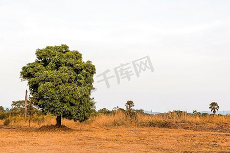 非洲自然风景与晴朗的天空树
