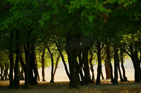 老橡树森林在日落在梅钦山，罗马尼亚