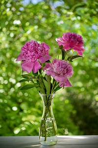 特写粉红色牡丹花花束在花瓶里