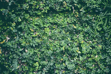 天然绿色植物墙或小叶绿叶纹理背景