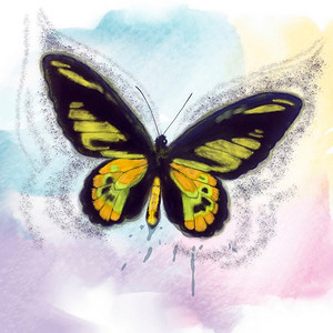 热带蝴蝶水彩数码绘画