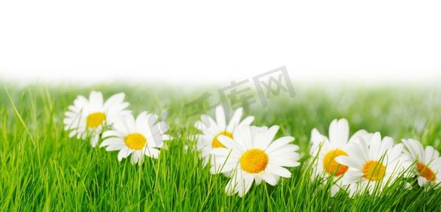 春天草甸与雏菊在草隔绝在白色背景。春天的草地与雏菊