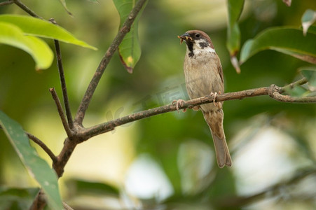 生活在大自然中的小鸟，家周围常见的小鸟