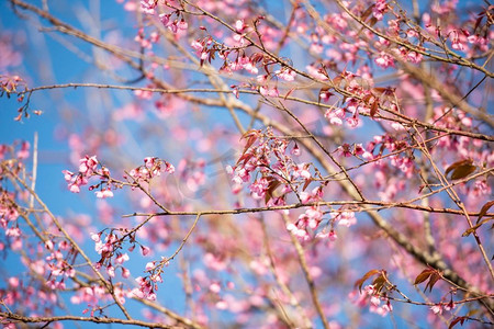 野生喜马拉雅樱花，美丽的粉红色樱花在冬天风景