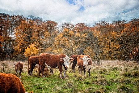 赫里福德牛在秋天站在一个农村领域附近的森林在秋天的颜色