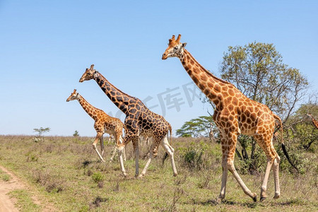 野生黄花鱼摄影照片_非洲肯尼亚大草原上的野生长颈鹿群。草原上的长颈鹿群