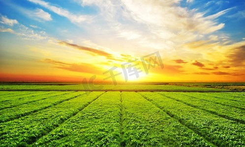 绿色麦田摄影照片_夕阳西下，日出，阳光洒在农村农村的麦田上。春末初夏