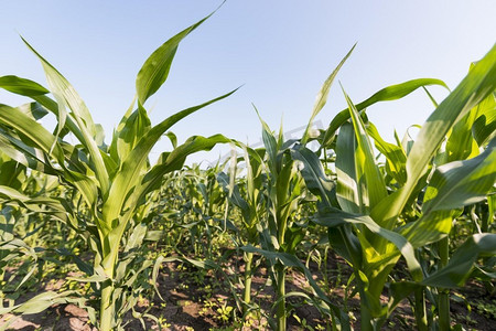 玉米田农业概念。高分辨率照片。玉米田农业概念。高质量照片