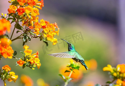 中美洲摄影照片_中美洲哥斯达黎加五颜六色的蜂鸟