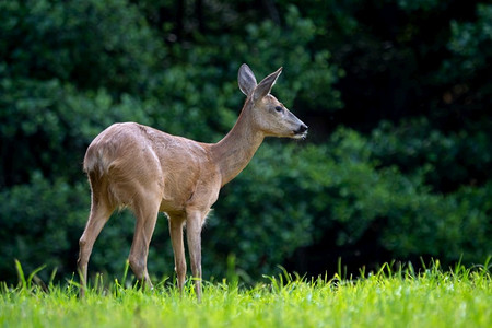 森林里的Rod，Capreolus capreolus.自然界中的野生麋鹿。