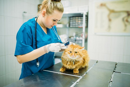 专业兽医看猫耳朵，看兽医诊所。兽医在动物医院工作