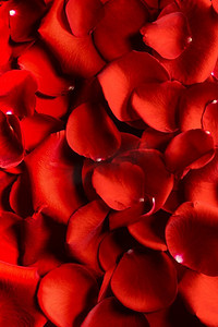 蒂芙尼玫瑰金戒指grp07019摄影照片_关闭红色玫瑰花瓣背景情人节。红玫瑰花瓣背景