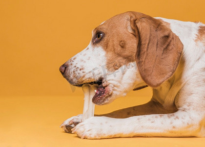 侧面视图可爱的狗吃骨头。高分辨率照片。侧面视图可爱的狗吃骨头。高品质的照片