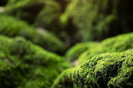 后备箱摄影照片_岩石上的绿苔，美丽的雨林。