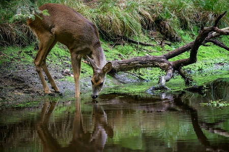 森林里的Rod，Capreolus capreolus.野生麋鹿喝池塘里的水