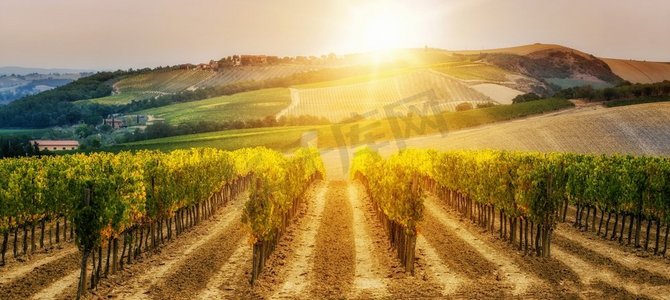 意大利托斯卡纳的葡萄园景观。托斯卡纳葡萄园是意大利最著名的葡萄酒的发源地。