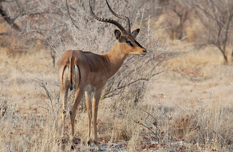 非洲荒野中的黑斑羚。Safari概念