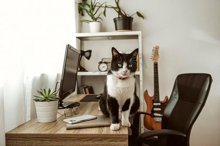 室内可俯瞰猫咪散步的办公桌。高分辨率照片。室内可俯瞰猫咪散步的办公桌。高质量照片