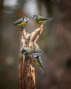 蓝色山雀在brich的美丽的形象Cyanistes Caeruleus在春天阳光和雨在花园