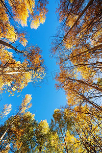 黄色秋季背景摄影照片_秋天的景色在黄色的色调。秋季背景。
