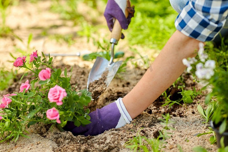 园艺与人的观念--女人在夏园种月季花。一名妇女在夏园种植玫瑰花