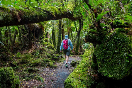 在新西兰徒步旅行和徒步旅行。旅行和探险概念