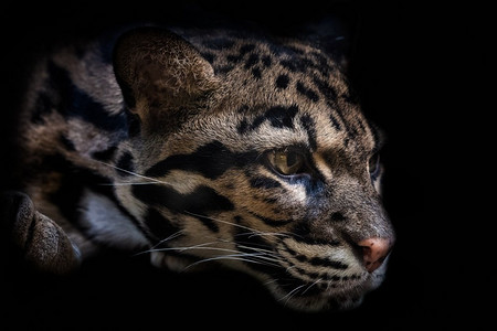 黑色猫摄影照片_黑色背景下孤立的美丽云豹肖像。黑暗中的豹猫(星云星云)。