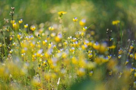 春天花开了摄影照片_夏天，绿色草地上开着美丽的野花。自然的背景。