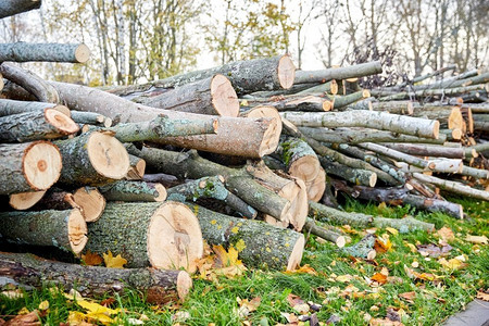 自然、木材和环境概念—秋季户外砍伐树木或原木的树干。秋天在户外砍伐的树干或原木
