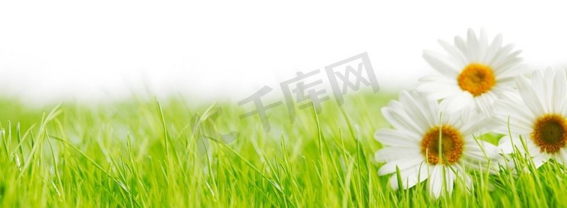 白色的雏菊在绿色的草地上孤立，白色的背景，文字的复制空间。绿色草地上的白色雏菊