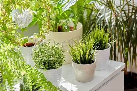 自然，植物和园艺概念—绿色花卉和室内植物在家里。绿色的花朵和室内植物在家里