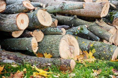 自然、木材和环境概念—秋季户外砍伐树木或原木的树干。秋天在户外砍伐的树干或原木