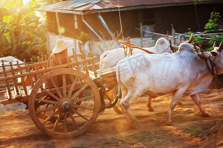 缅甸村两头白牛拉木推车
