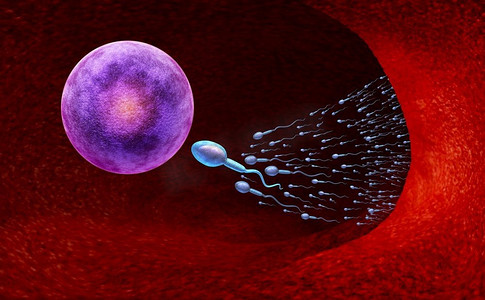  生殖，卵，DNA，IVF