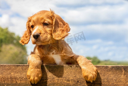 可爱的金棕色小狗狗靠在外面的木栅栏