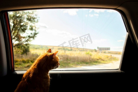建筑质量摄影照片_猫坐在后座上看着外面。高分辨率照片。猫坐在后座上看着外面。高质量照片