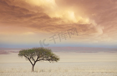safari摄影照片_非洲风景—孤独的树在荒芜的大草原