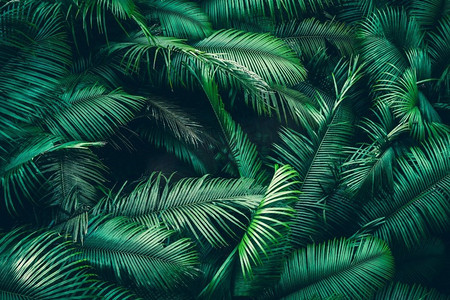 日照摄影照片_美丽的热带雨林，阳光明媚，透过树木