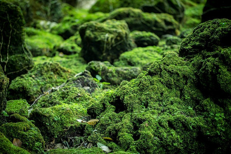 美丽的绿色苔藓从热带雨林