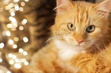 宠物和家养动物概念—红色花斑猫特写红花斑猫特写