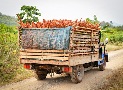 在亚洲农地农村，用卡车收获木薯